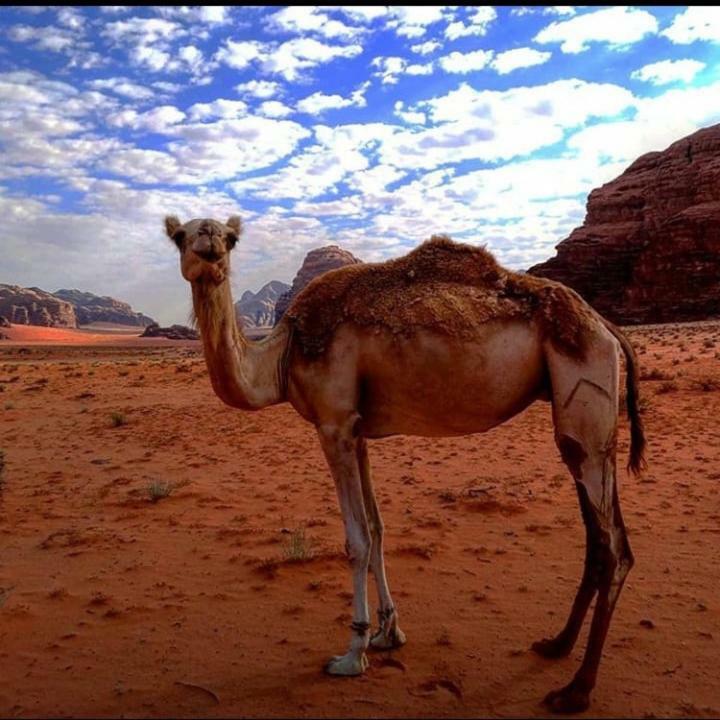 Wadi rum Local guide camp Wadi Rum Exterior foto